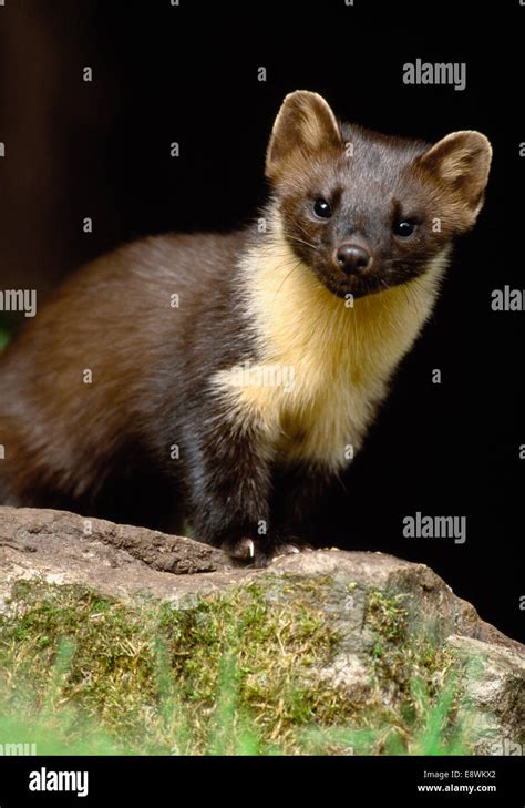 Pine Marten Ireland Hi Res Stock Photography And Images Alamy