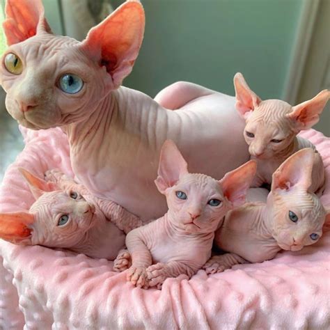 My Daughter Researched That A Sphynx Is The Best Cat For Our Family And Although I Was Hesitant