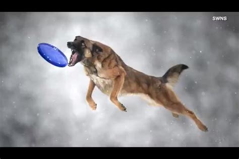 Dog Photographer Gets Amazing Mid Air Pics Of Dogs Catching Frisbees