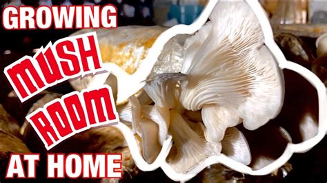 how to grow mushroom at home youtube