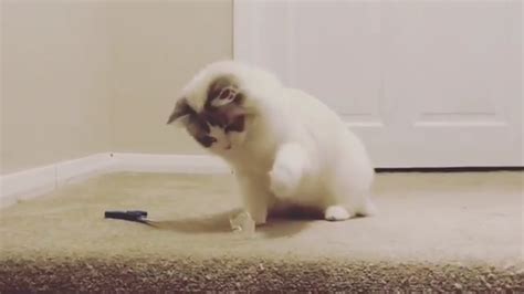 So Cute Cats Kittens Baby Cat Playing And Funny Moment Video