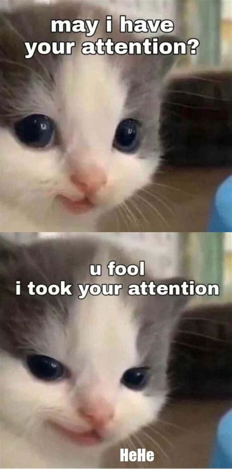 May I Have Your Attention U Fool I Took Your Attention Hehe Ifunny