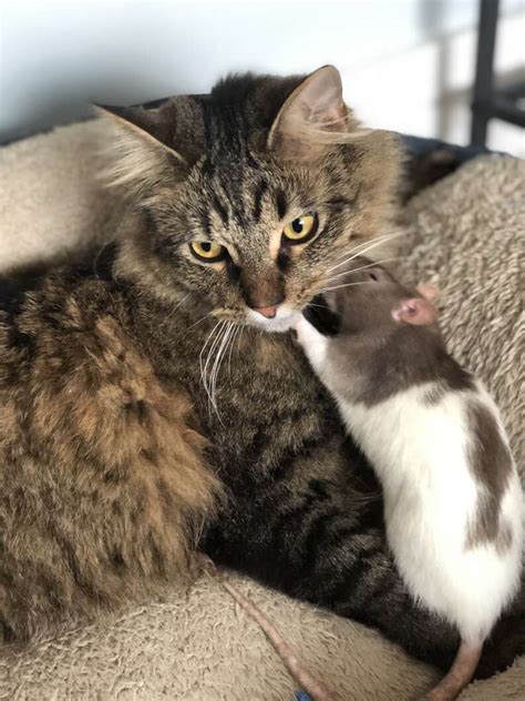 Rescue Cat Gets Caught Sneaking Off To Snuggle Pet Rat The Dodo