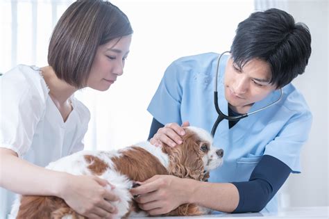 【獣医師監修】犬の咳の原因とは？考えられる病気と対処法を解説ana