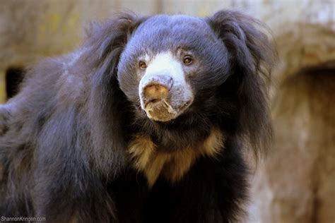 2420 Sloth Bear Sloth Bear Shannon Kringen Flickr