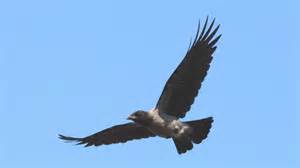 File:Hooded Crow (Corvus cornix) (15).JPG - Wikimedia Commons
