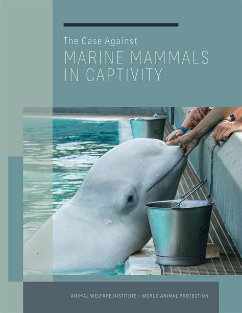 Latest Report On Exploitation Of Captive Marine Mammals Situation