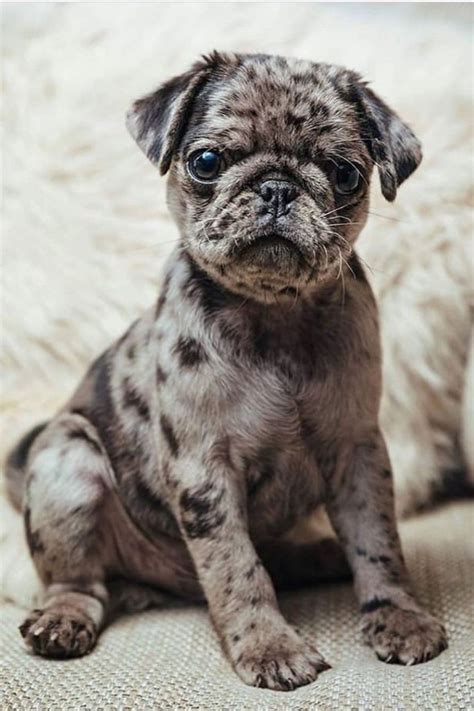 What A Unique Pug😍 Baby Pugs Pug Puppies Cute Pug Puppies