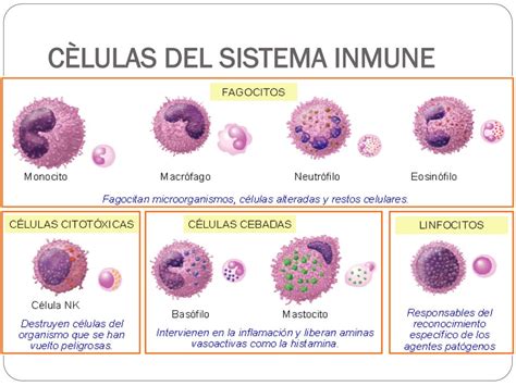 Ppt Sistema Inmune Celulas Y Tejidos Sistema Inmune Las Celulas Del