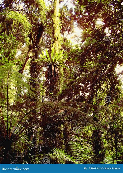 Lush Vegetation On A Trail In The Rain Forest Stock Photo Image Of