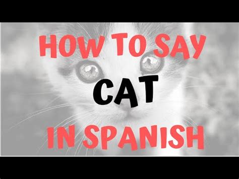 Here's a list of translations. funny jokes - The Best What Does A Cat Say In Spanish