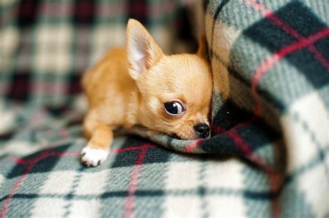 Wondering what to do with your puppy who cries and whines in its crate? Puppy Crying At Night in Crate: Causes and How to Stop ...