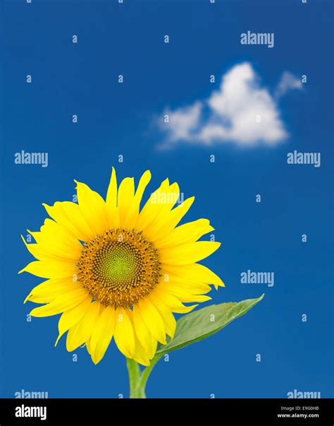 Single Sunflower Blossom Against Blue Sky Stock Photo Alamy