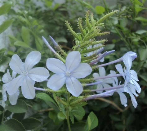 Plumbago Auriculata