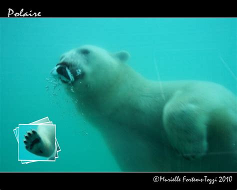 Polaire Polar Bear At The Zoo Sauvage Of St Felicien Ours Flickr
