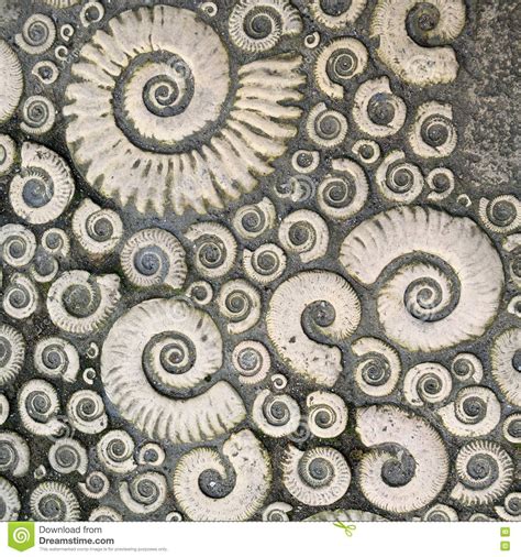 Fossils Stock Photo Image Of Background Spiral Dorset 73559442