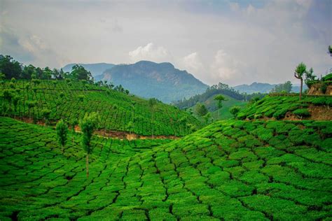 Download Greenery Nature Man Made Tea Plantation Hd Wallpaper