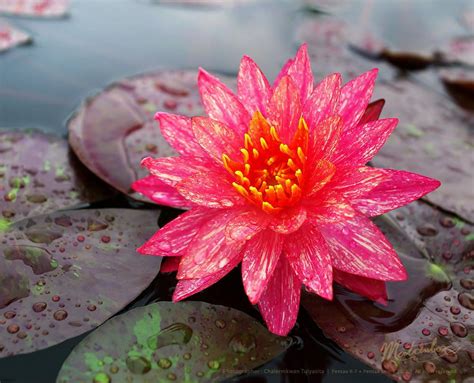 Wanvisa Water Lily By Matcenbox On 500px Beautiful Flowers Lily