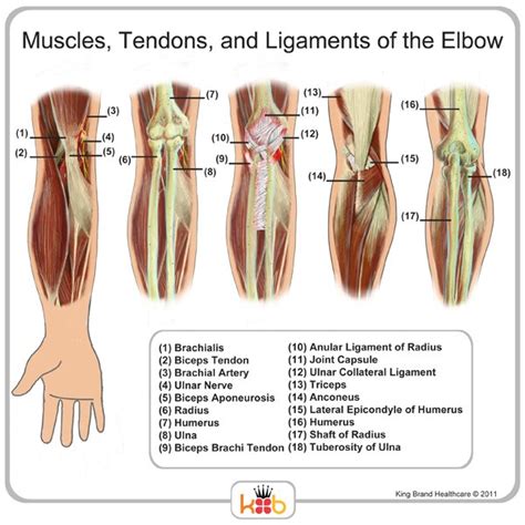 Collection 90 Images Anatomy Of The Arm Muscles And Tendons Completed
