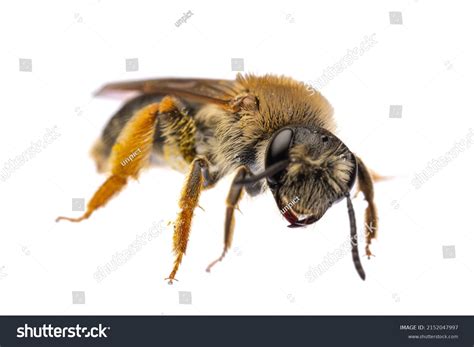 Insects Europe Bees Front View Macro Stock Photo 2152047997 Shutterstock
