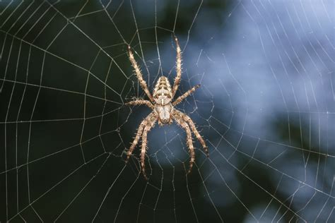 10 Cosas Que Debes Saber Sobre Las Arañas Desinfestados