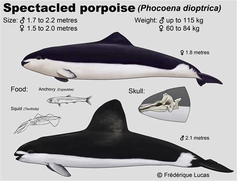Spectacled Porpoises Are Noticeably Sexually Dimorphic With The Male Having A Much Larger