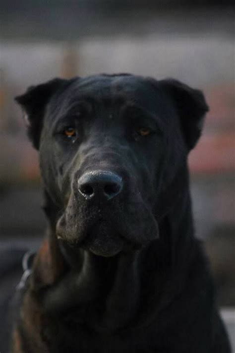 For thousands years it protected the livestock and nomadic herdsmen on the vast plains of central asia and it still remains a popular working dog in this area. Kangal Dog Price In Pakistan