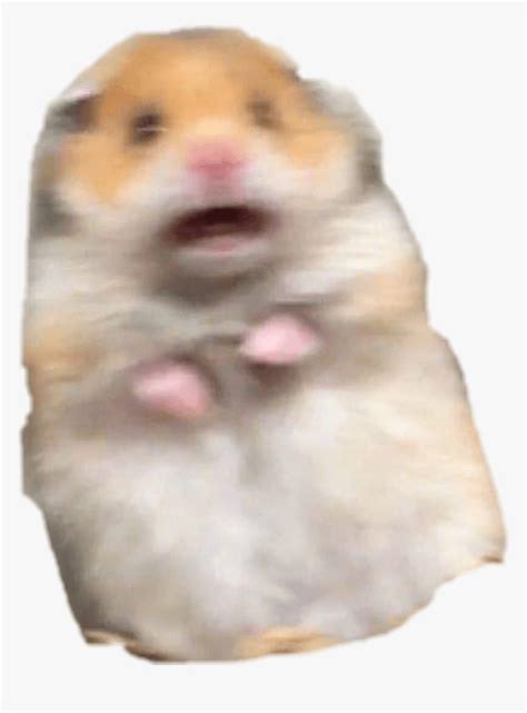 Hamster Meme Pfp Hamster Full Backgrounds Hamster Hamster Animals