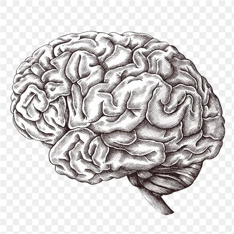 Hand Drawn Human Brain Design Element Free Image By Rawpixel
