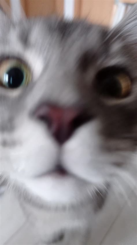 Blurry Picture Of A Cat Blurrypicturesofcats