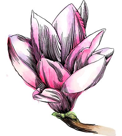 Southern magnolia blossom branch cherry blossom chinese magnolia cut flowers drawing flora floral design floristry flower flower arranging flowering plant magnolia petal pink plant plant stem shrub spring stock photography tree twig. Pen And Ink Drawing Of A Magnolia Flower With Watercolor ...