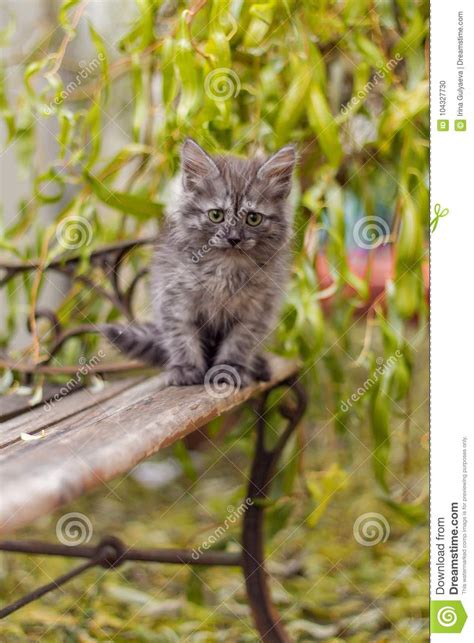 Little Gray Kitten Sitting On The Bench Stock Photo Image Of Clean