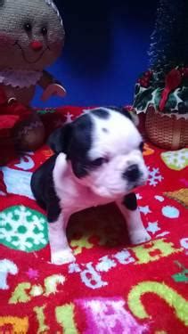 What's your screen process for breeders with puppies for sale in ma? Boston Terrier Puppies for Sale in Leominster ...