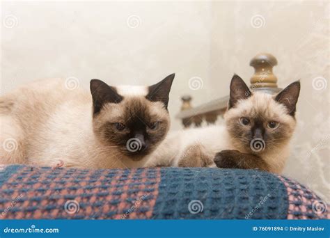 Two Cats Siamese Breed Stock Photo Image Of Purebred 76091894