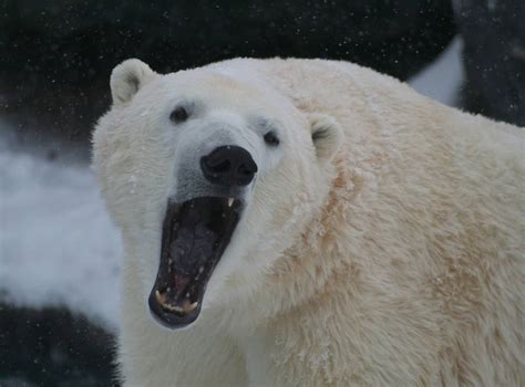 Зубы Белого Медведя Фото Telegraph
