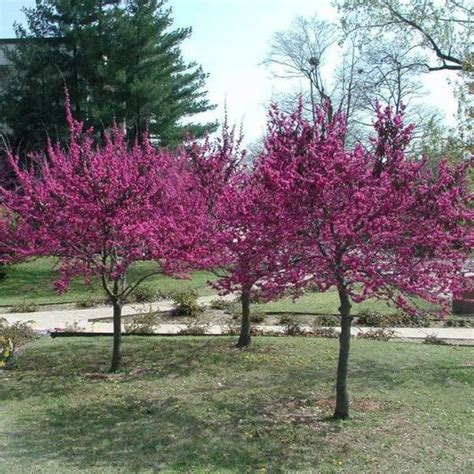 Merlot Redbud Redbud Tree Front Garden Landscape Spring Flowering Trees