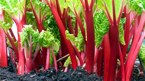 Why You Should Never Eat Rhubarb Leaves