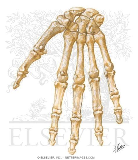 Wrist And Hand Bones