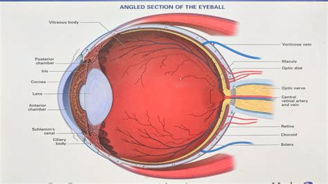 Eyeball Basic Structure Anatomy Youtube