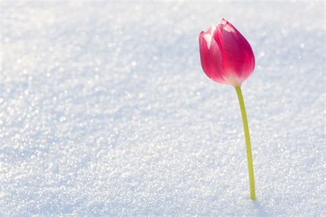 Flowers In Snow To Remind You Winter Is Not Forever