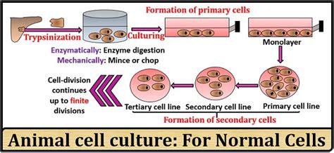 What Is Animal Cell Culture Definition Types And Process Biology