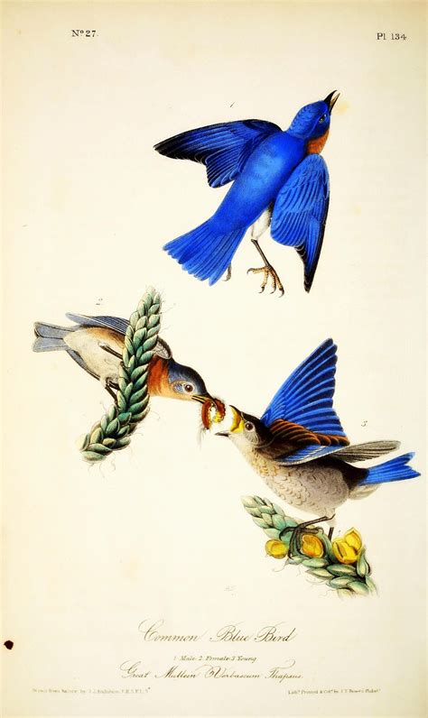 Aves De America Audubon Birds Of America Vintage Bird Illustration