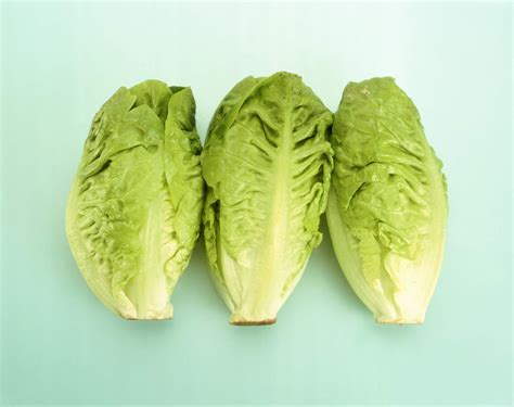 16 Types Of Lettuce Varieties