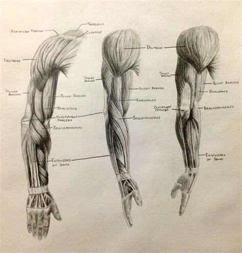 Arm Muscle Anatomy School Art Stuff Pinterest Arm Muscle Anatomy