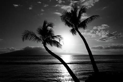 Black And White Tropical Photograph By Pierre Leclerc Photography