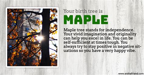 Your Birth Tree Maple Tree