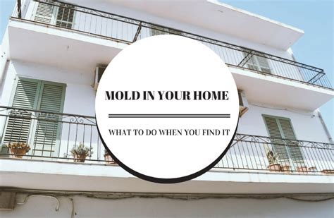 What is a mold testing kit? What To Do When You Find Mold In Your Home | Blog | The ...