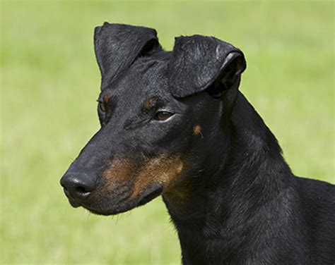 Manchester Terrier Breeds A To Z The Kennel Club