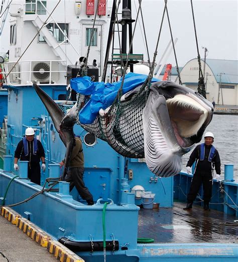 Japan Resumes Commercial Whaling Seen As Face Saving End