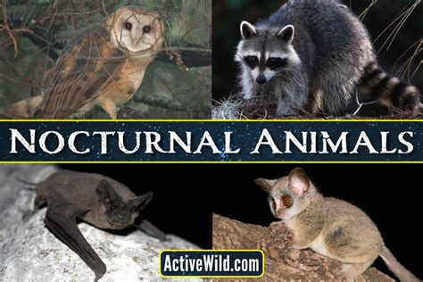 53 Nocturnal Animals List Pictures And Interesting Facts Golden Spike